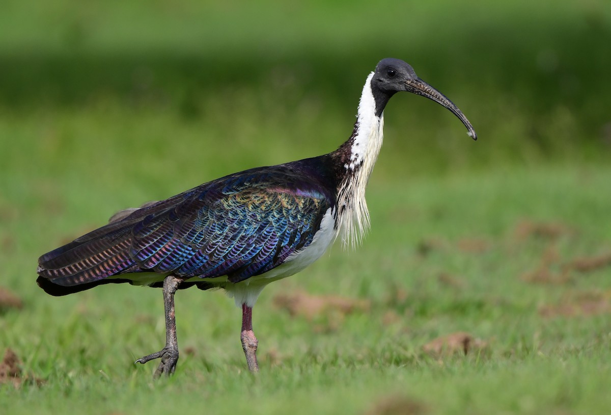 Straw-necked Ibis - ML346198121