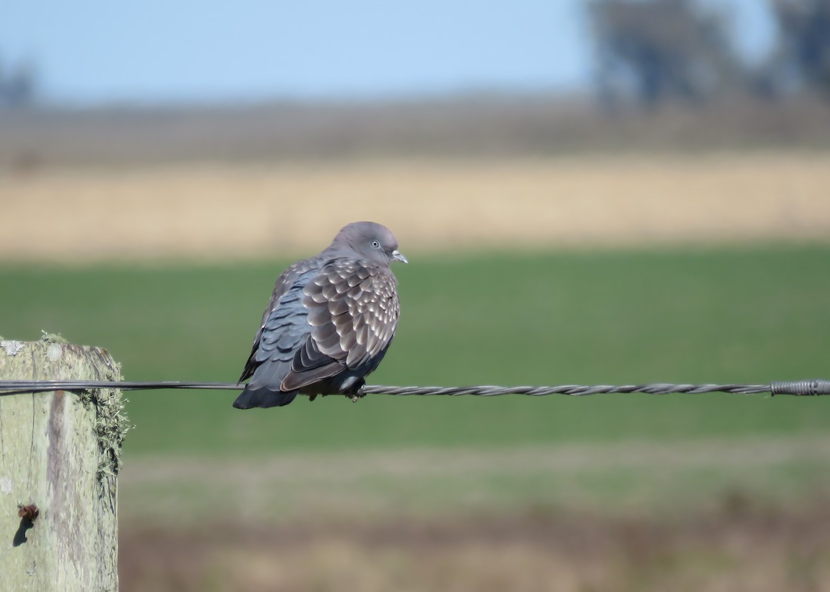 Pigeon tigré (maculosa) - ML346198381