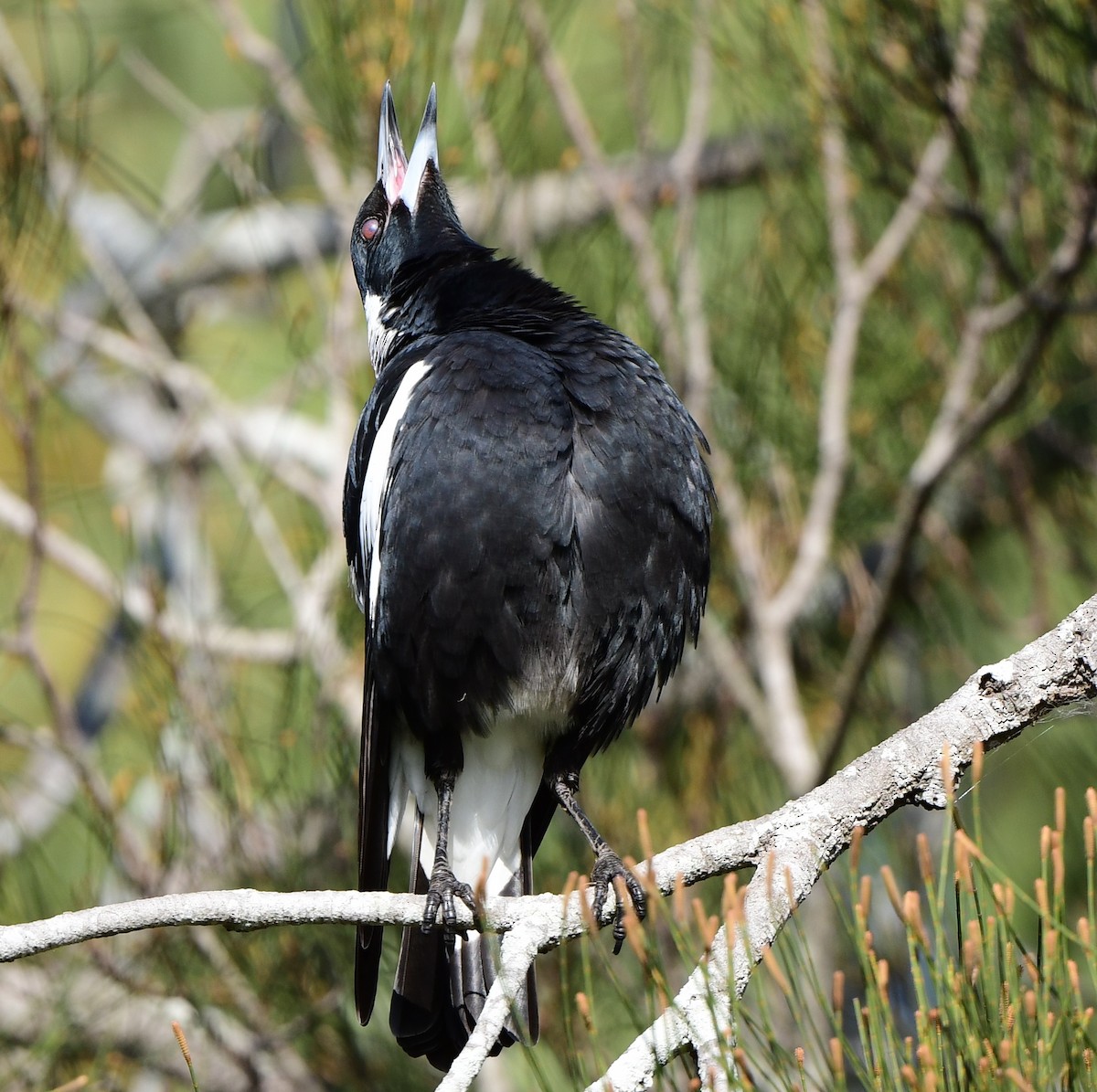 Australian Magpie - ML346198541