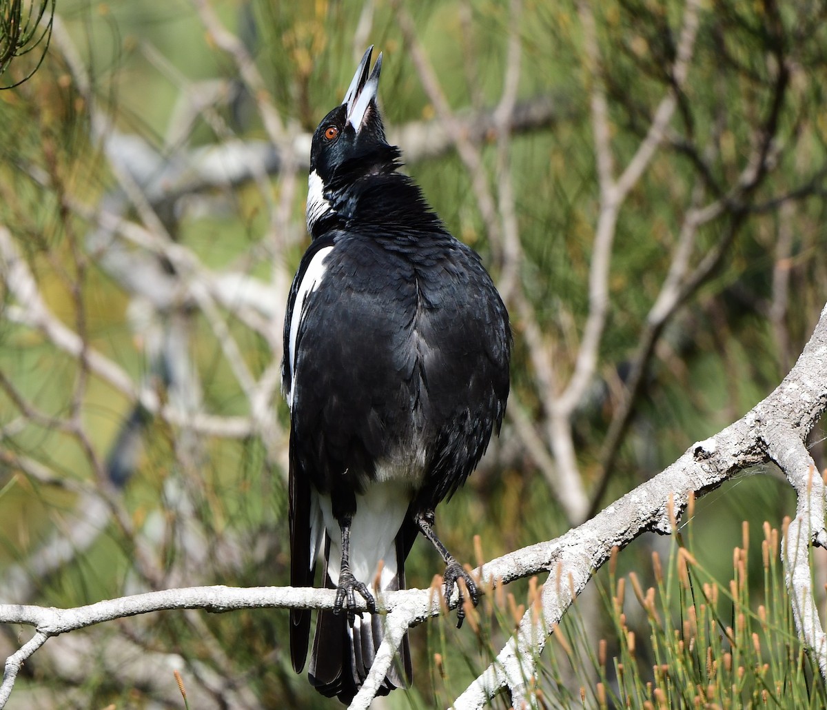 Australian Magpie - ML346198551