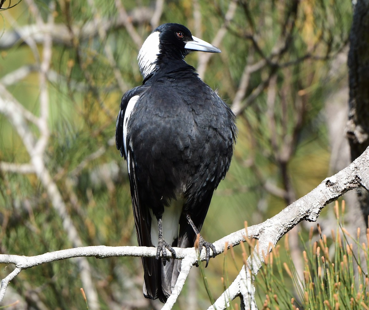 Australian Magpie - ML346198561