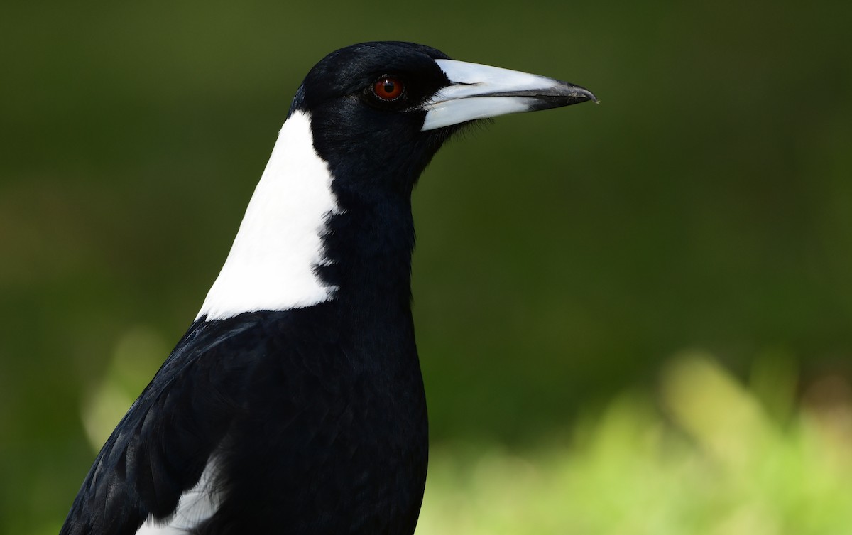 Australian Magpie - ML346198581