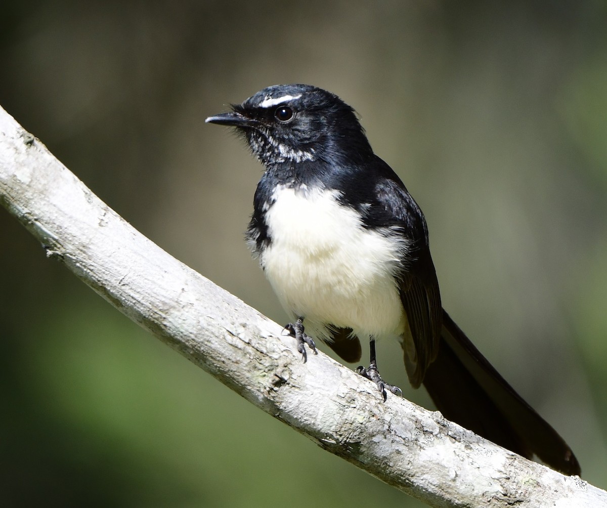 Willie-wagtail - Andy Gee