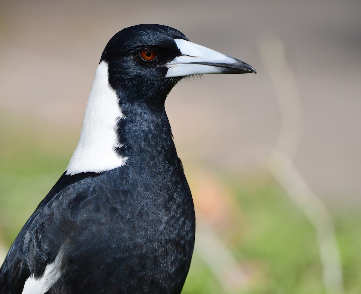 Australian Magpie - ML346198631