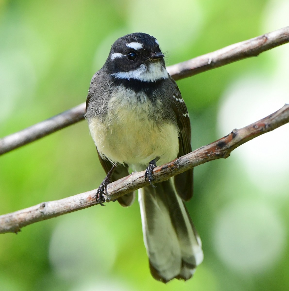 Gray Fantail - ML346198691