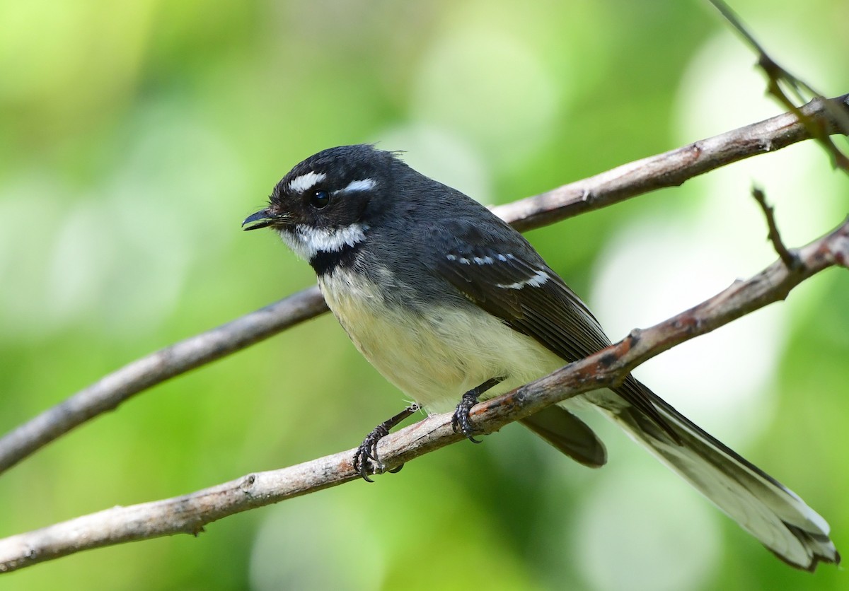 Gray Fantail - ML346198701