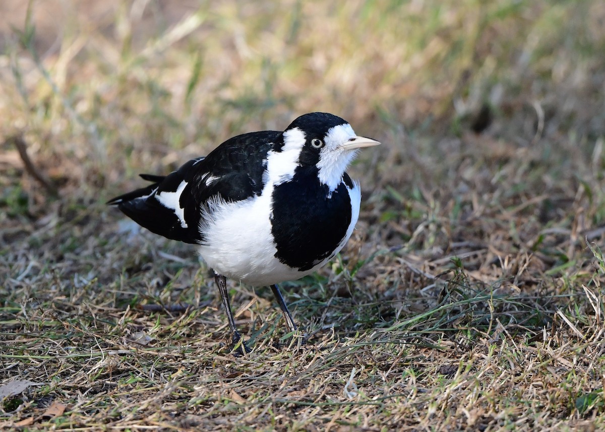 Magpie-lark - ML346198751