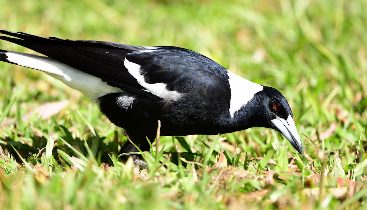 Australian Magpie - ML346198761