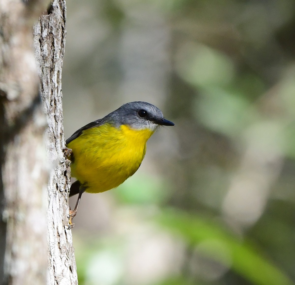 Eastern Yellow Robin - ML346198771