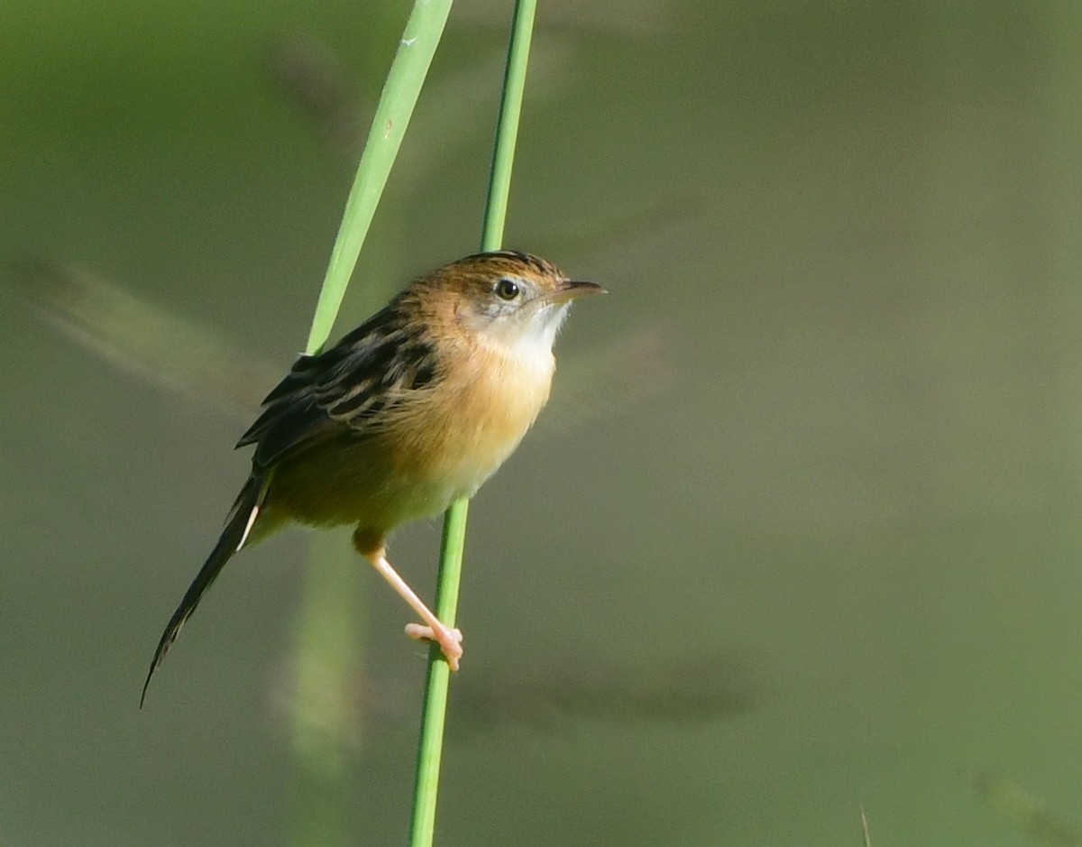 Golden-headed Cisticola - ML346198791