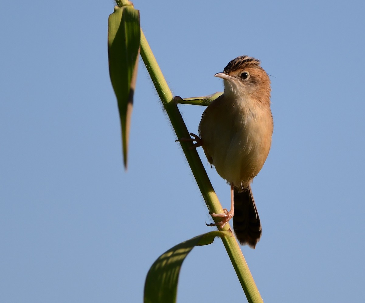 Golden-headed Cisticola - ML346198811