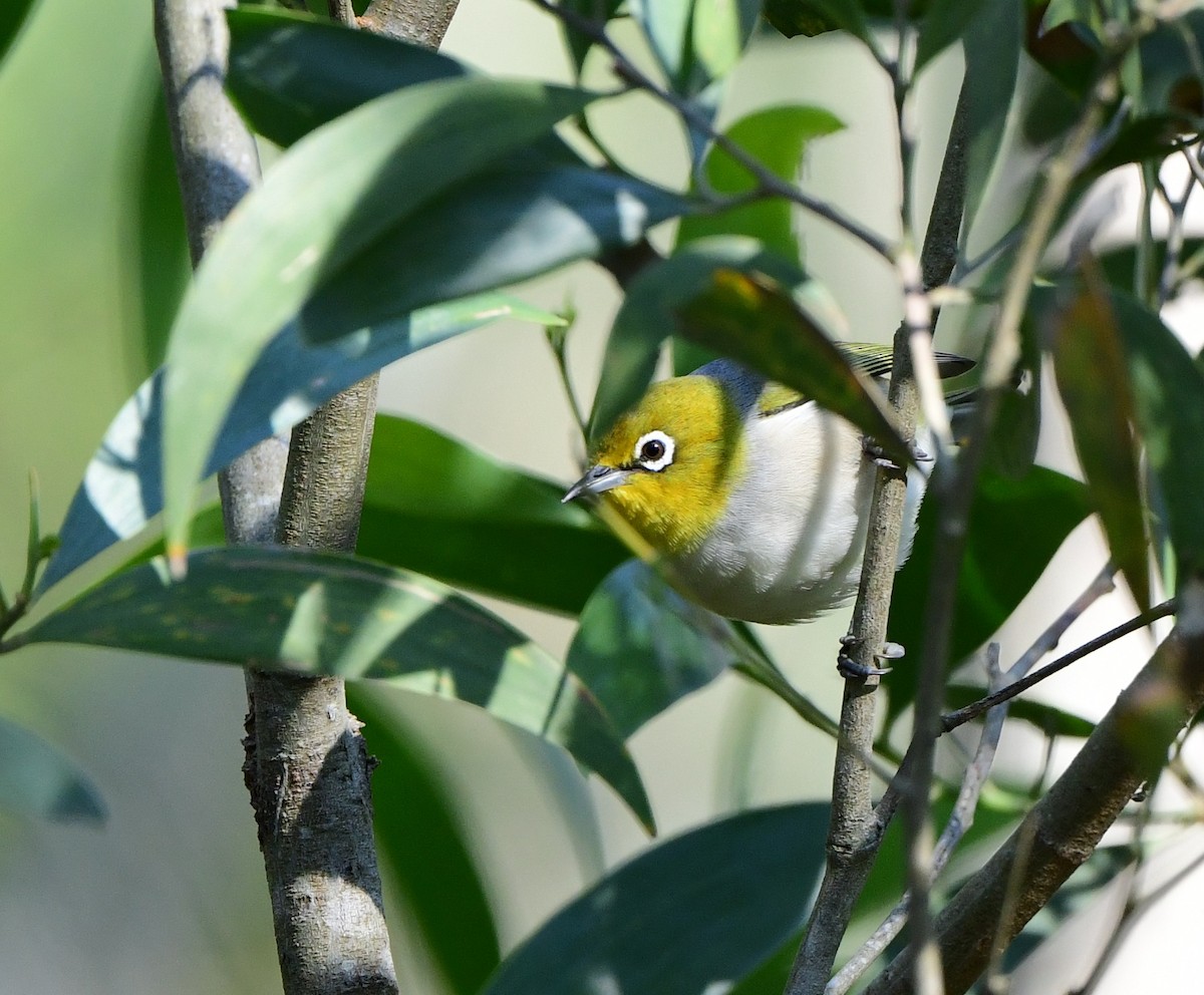 Silvereye - ML346198831