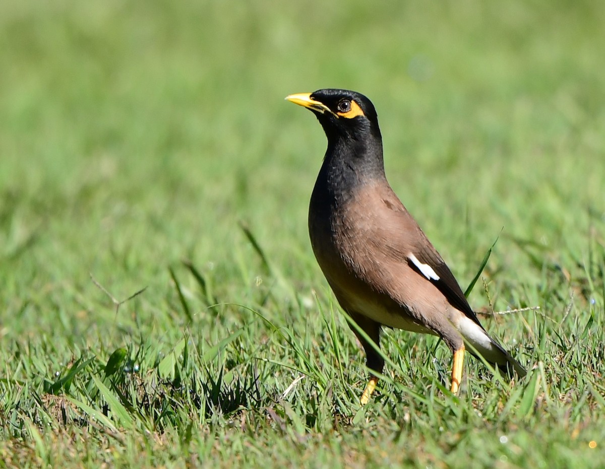 Common Myna - Andy Gee