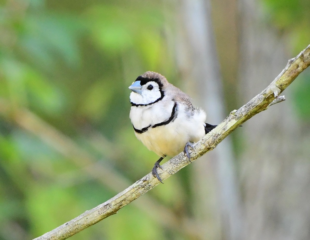 Double-barred Finch - ML346198931