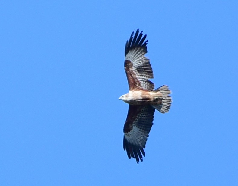 Brahminy Kite - ML346198951