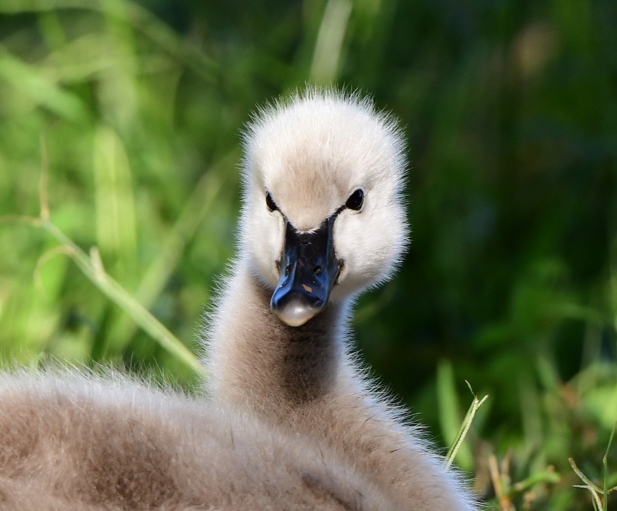 Black Swan - ML346199011