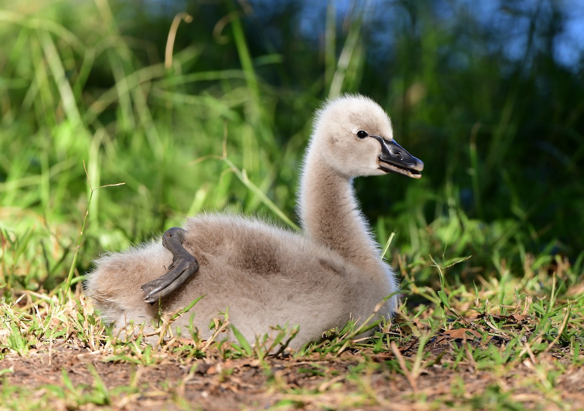 Black Swan - ML346199021