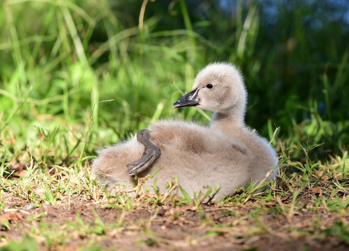 Black Swan - ML346199031