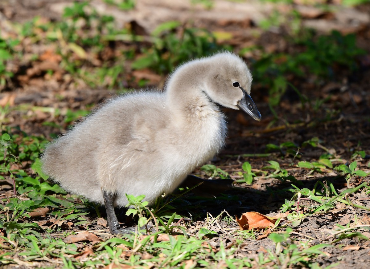 Black Swan - ML346199041