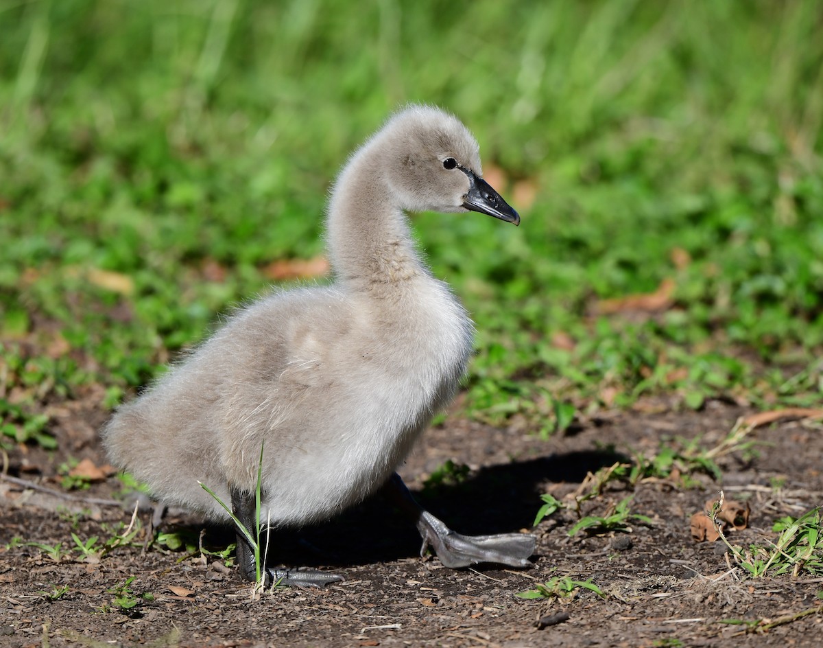 Black Swan - ML346199081