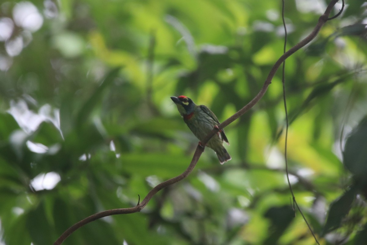 Coppersmith Barbet - ML346200071