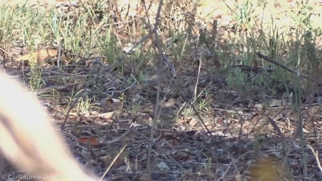 Speckled Warbler - ML346200081