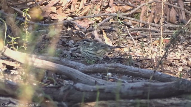 Speckled Warbler - ML346200231