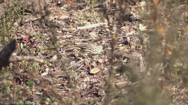 Speckled Warbler - ML346200381