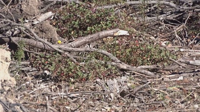 Speckled Warbler - ML346200391