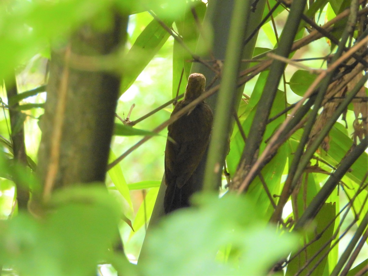 Bamboo Woodpecker - Ben Weil