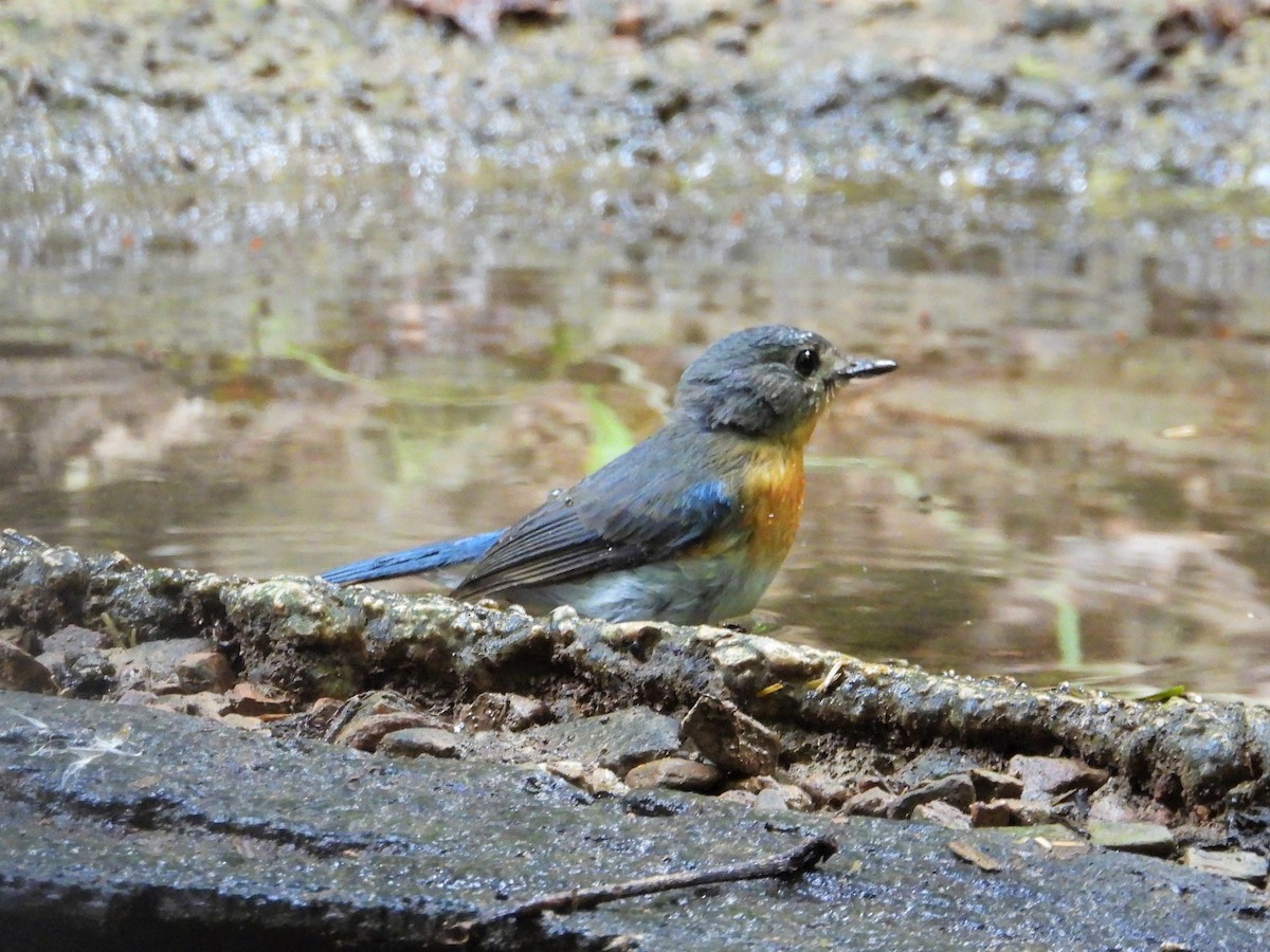 Indochinese Blue Flycatcher - ML346202031