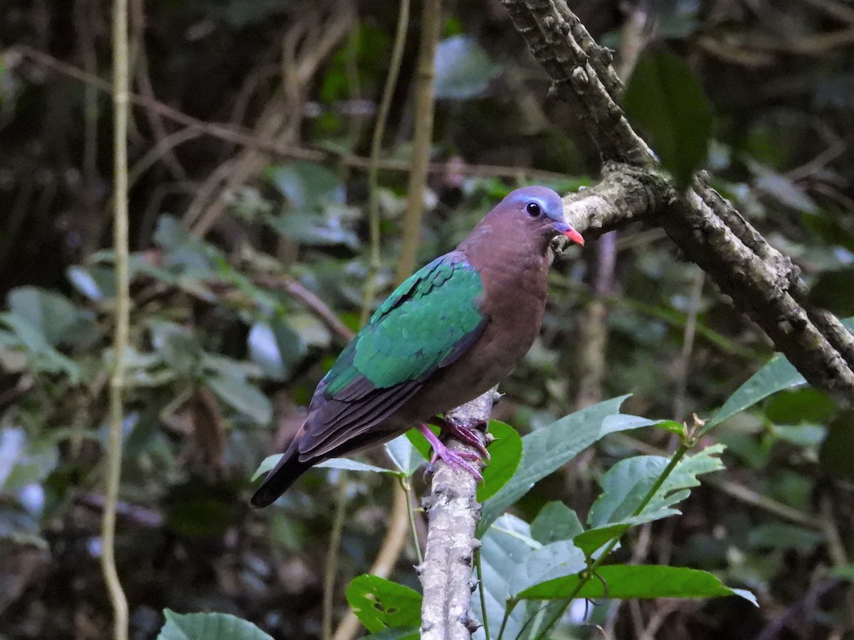 Asian Emerald Dove - Ben Weil