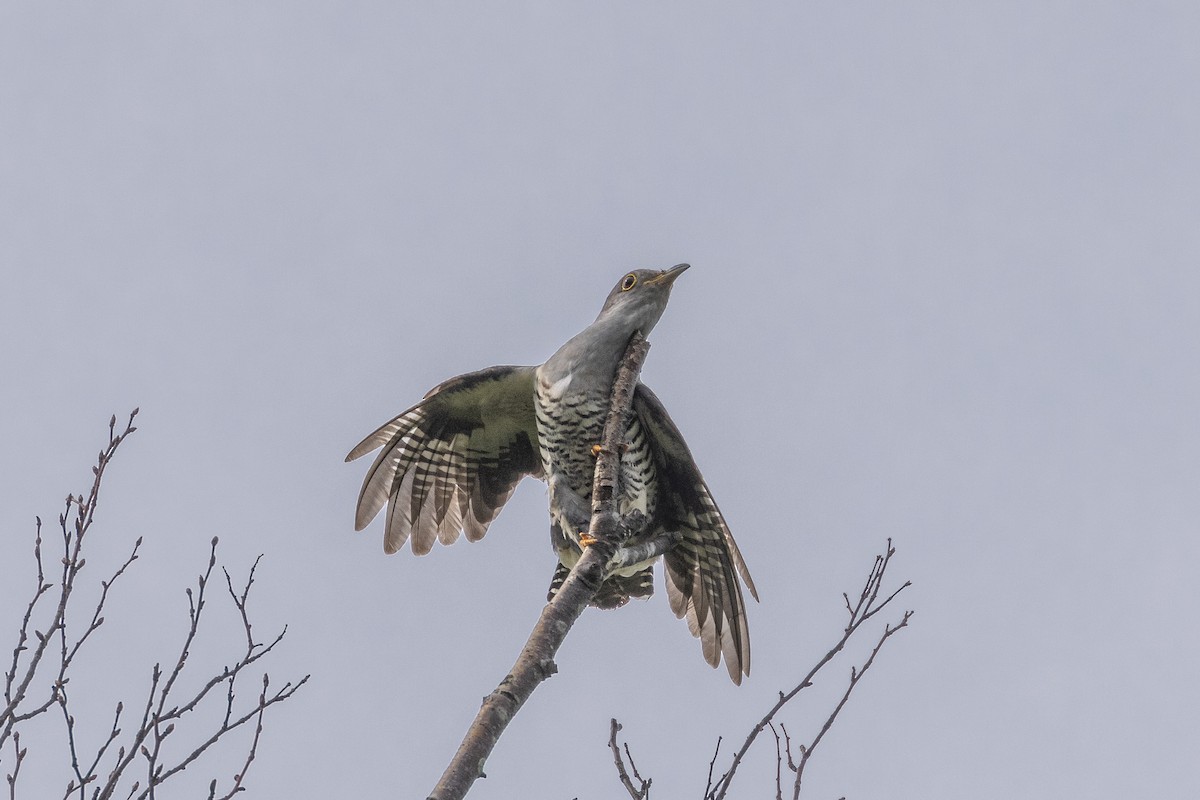 Oriental Cuckoo - Joe Bevins