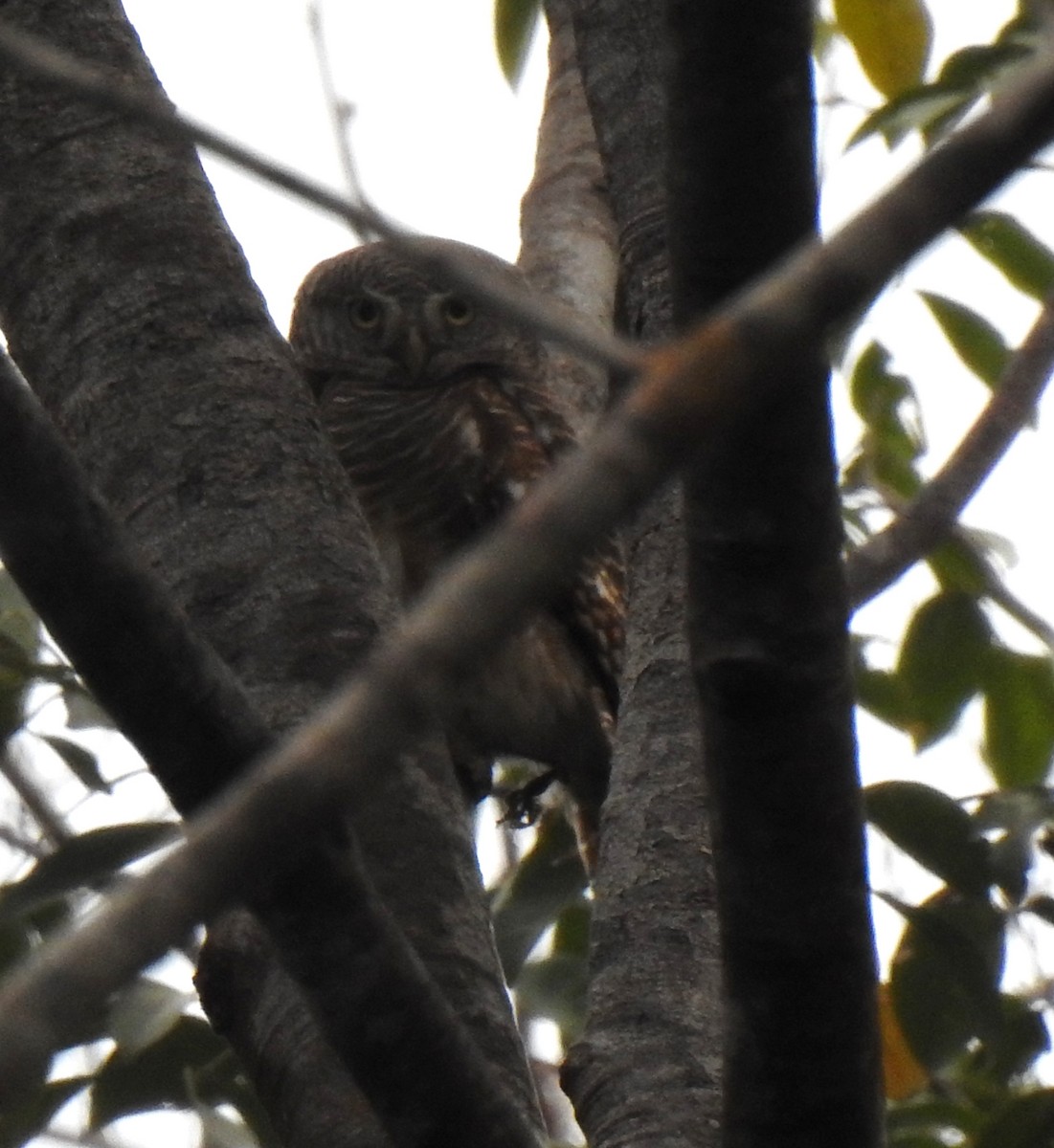 Asian Barred Owlet - ML346203021