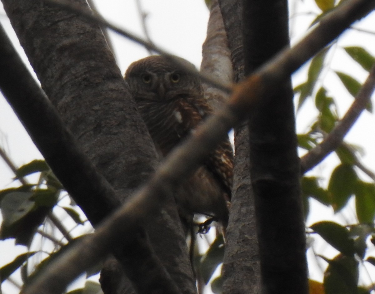 Asian Barred Owlet - ML346203191