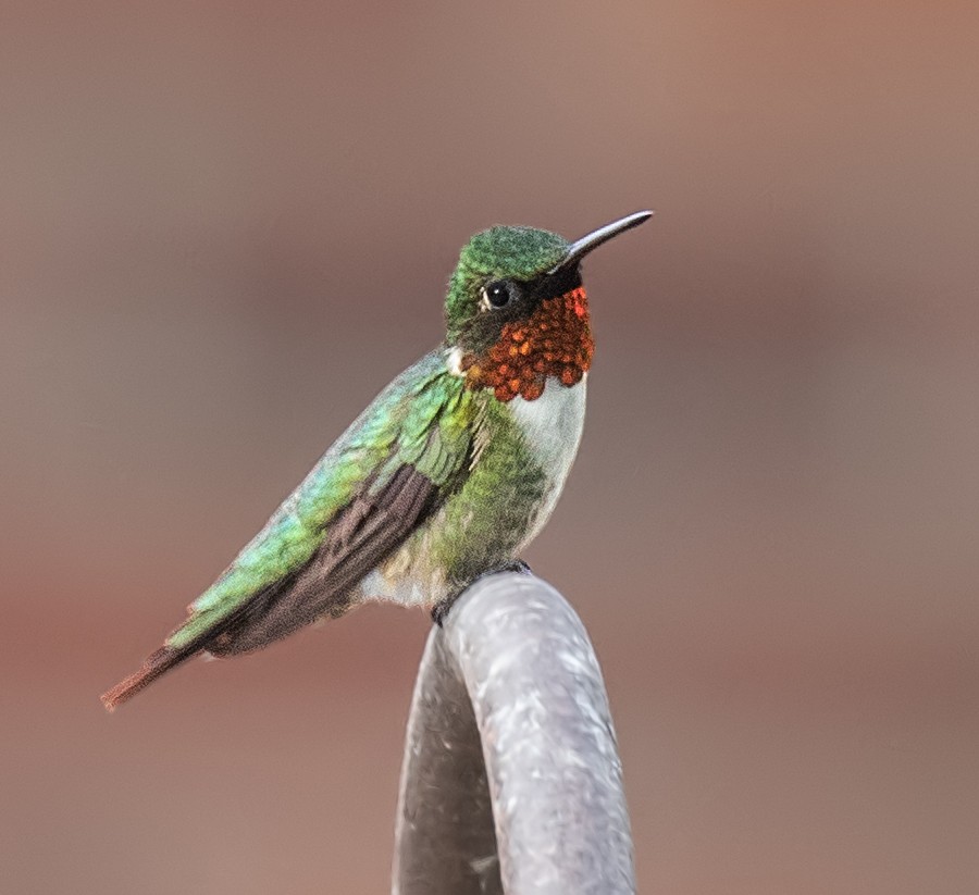 Ruby-throated Hummingbird - Darlene Friedman