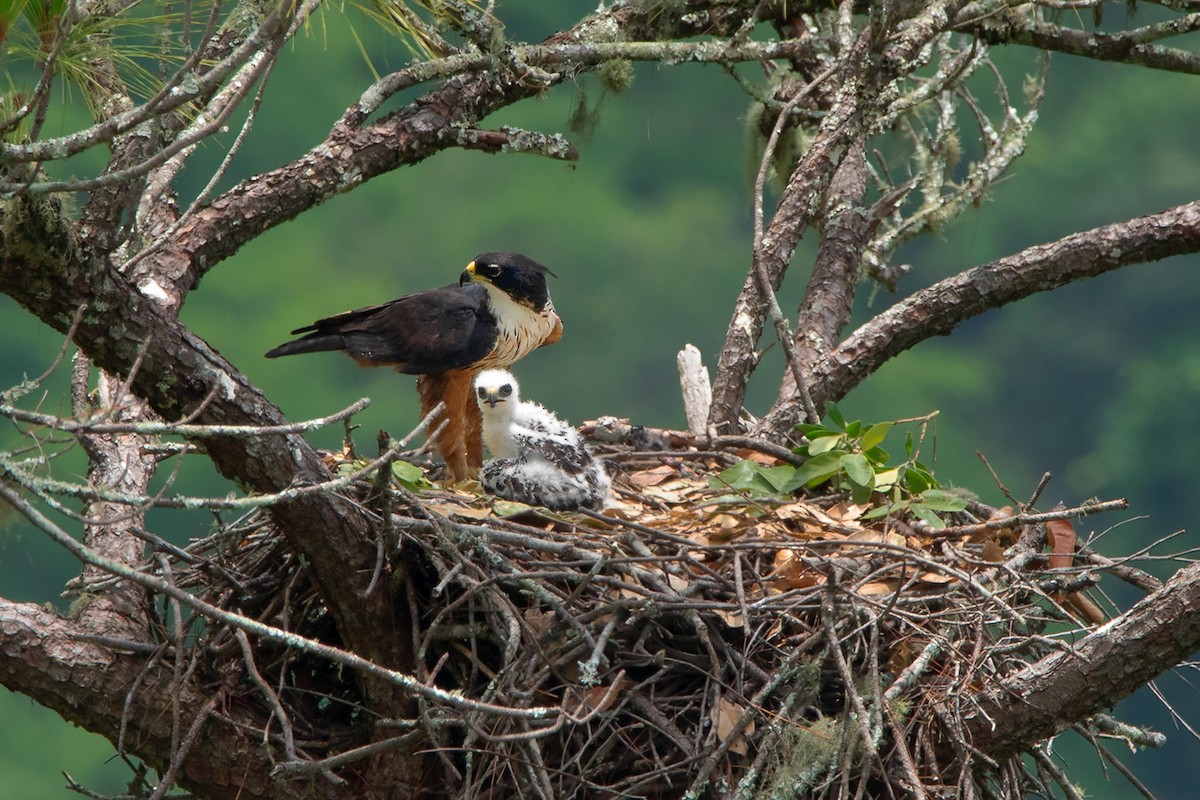 Rufous-bellied Eagle - Ayuwat Jearwattanakanok