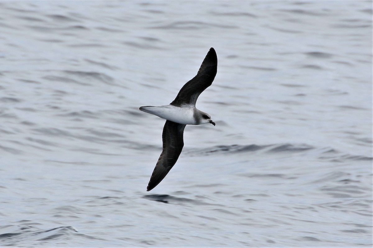 Soft-plumaged Petrel - ML346205351