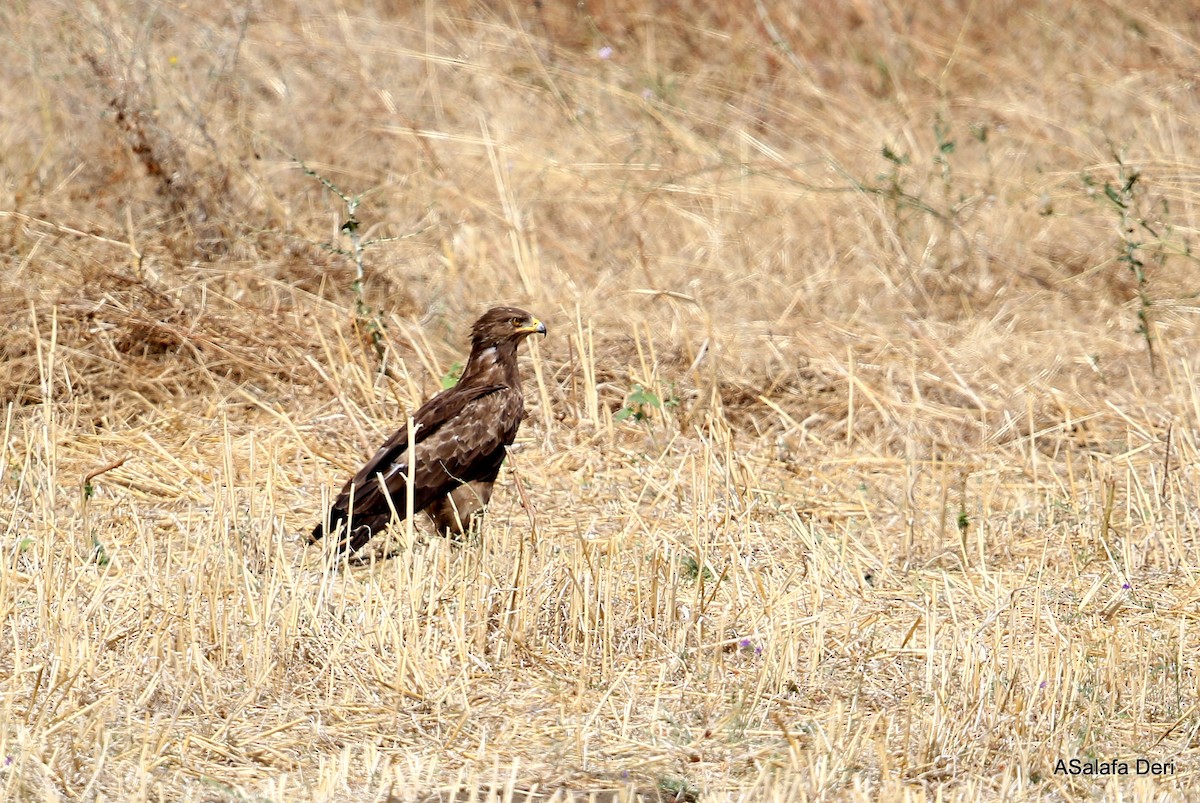 Lesser Spotted Eagle - ML346206611