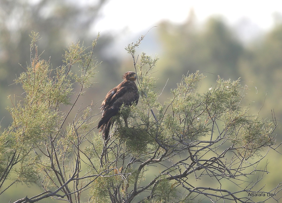 Lesser Spotted Eagle - ML346206931