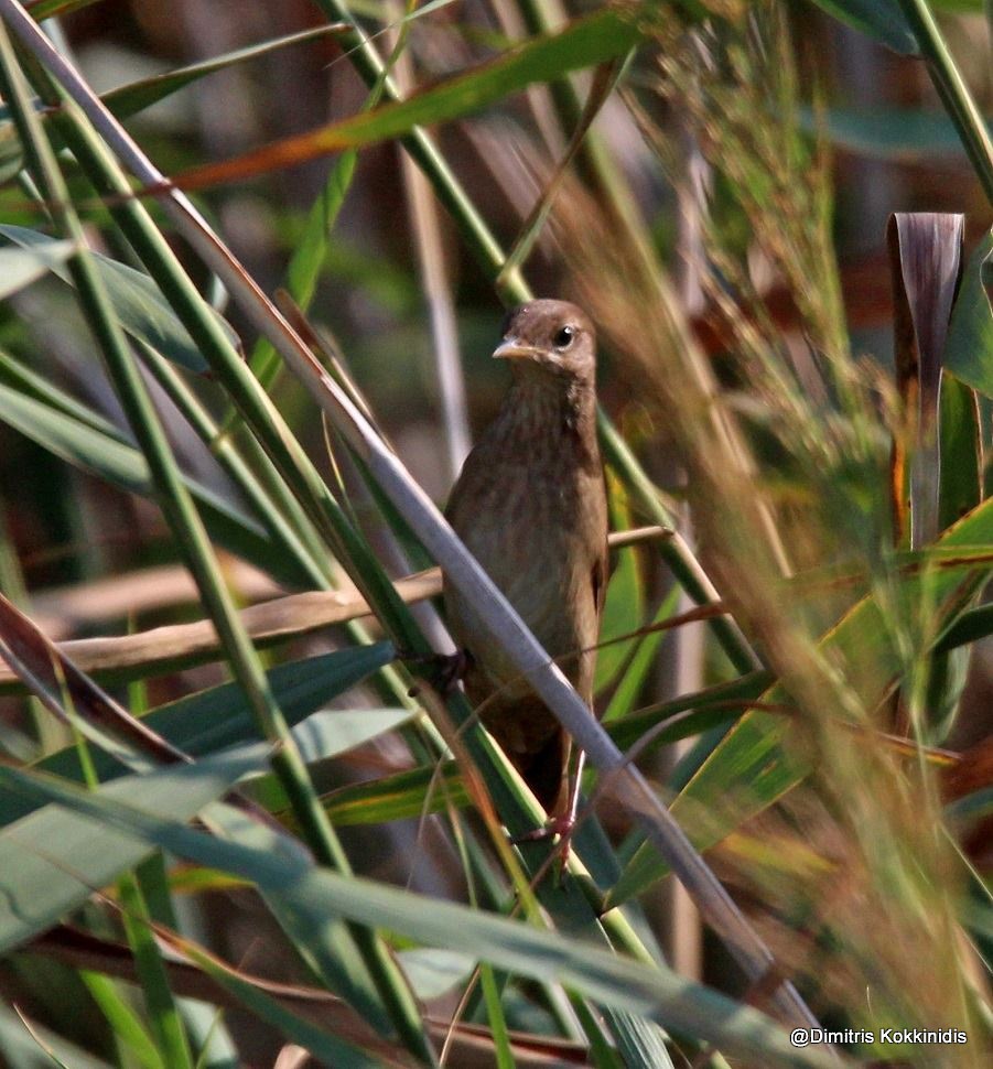 River Warbler - Fanis Theofanopoulos (ASalafa Deri)