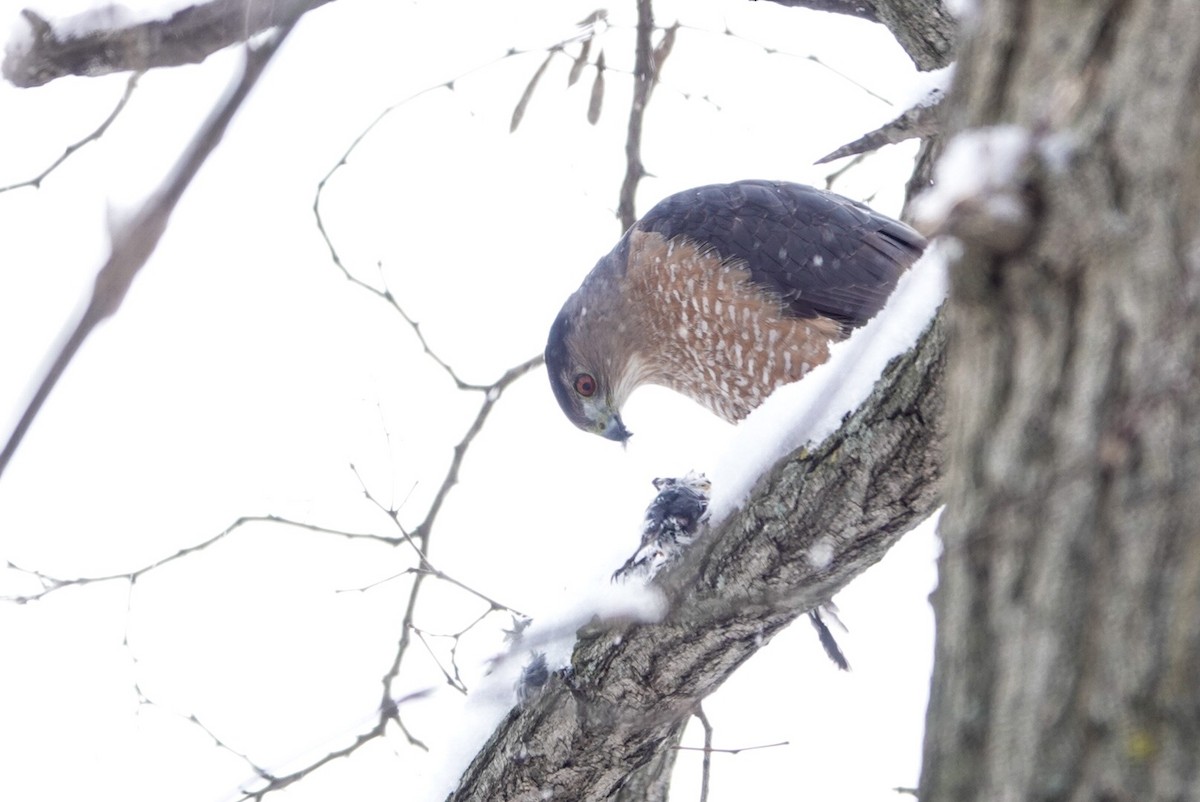 Cooper's Hawk - ML346210601