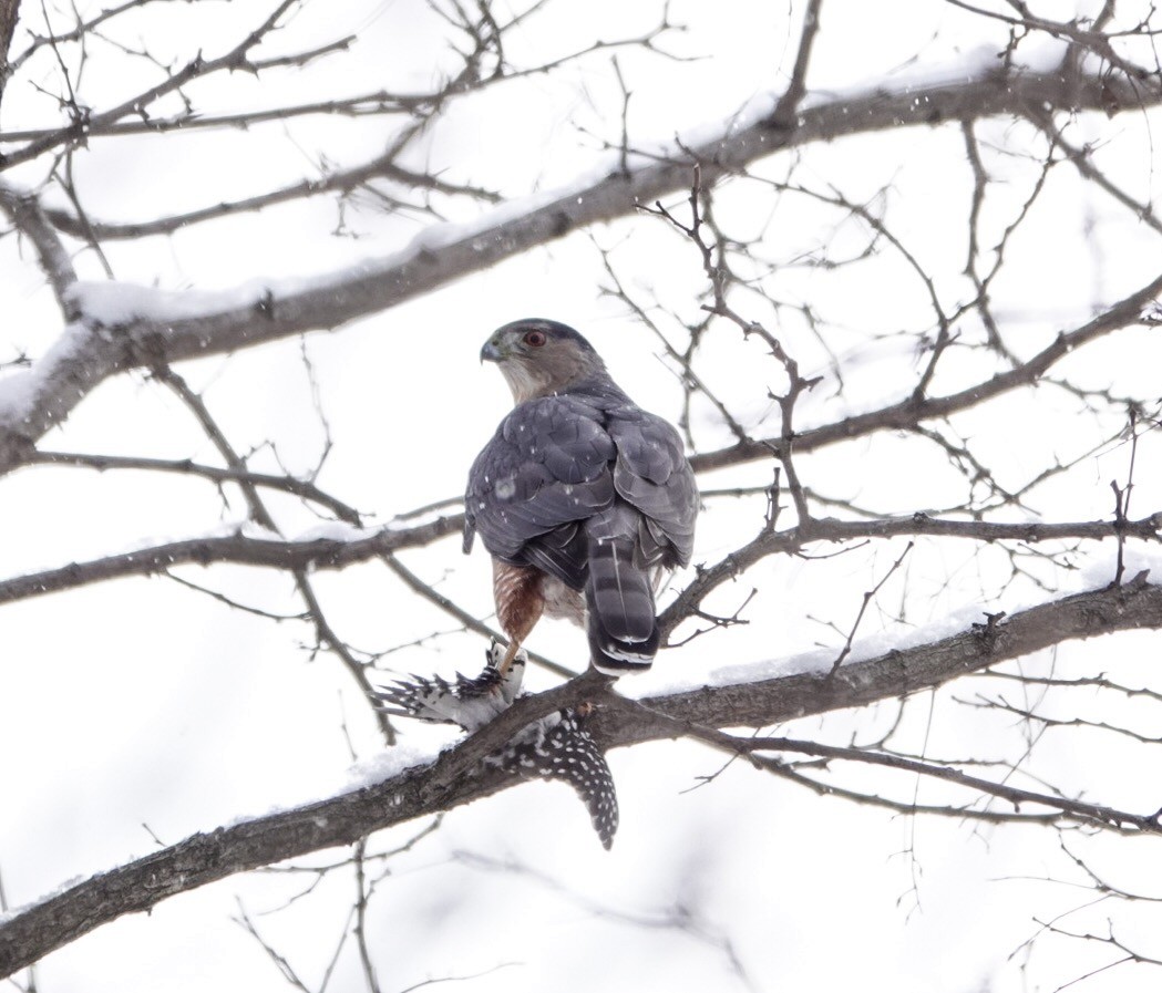 Cooper's Hawk - ML346210611