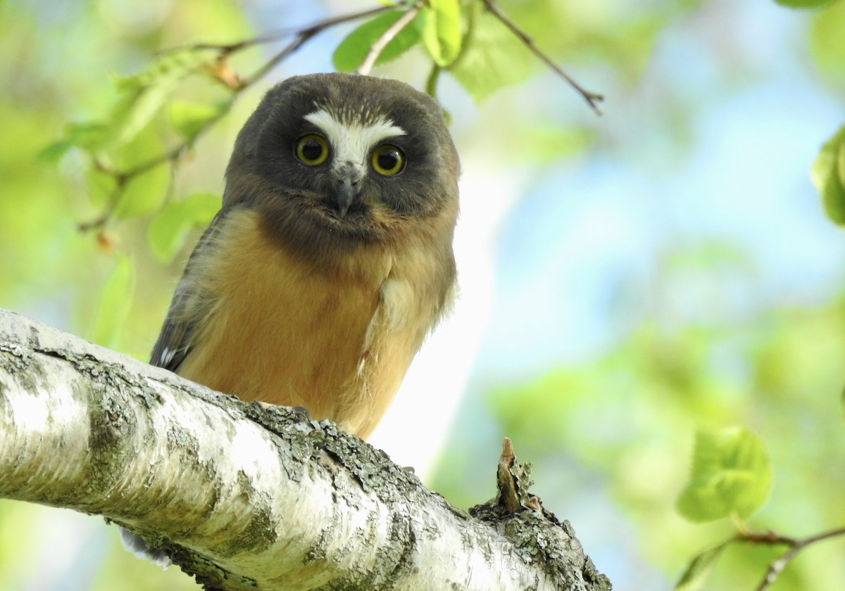 Northern Saw-whet Owl - ML346210991