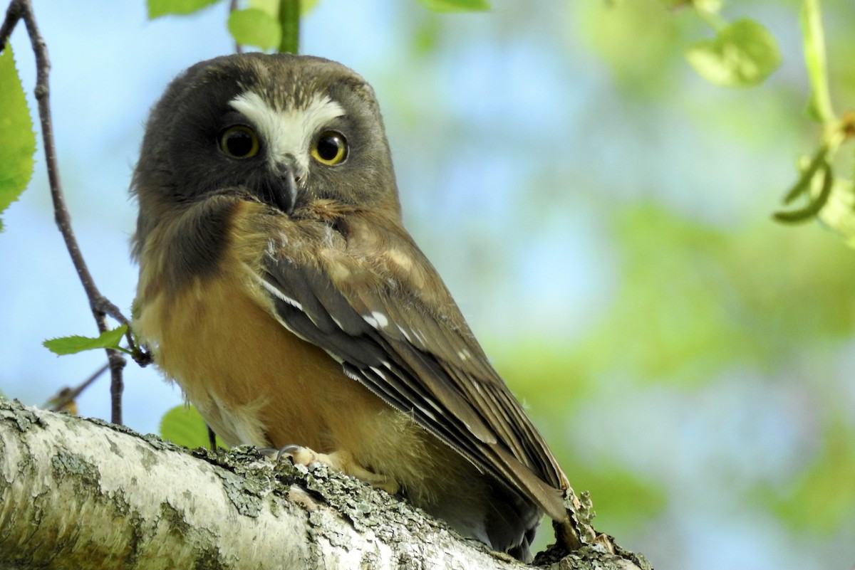 Northern Saw-whet Owl - ML346211001