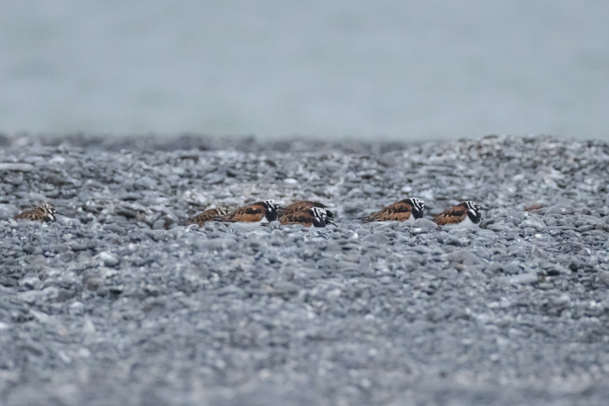 Ruddy Turnstone - ML346211751