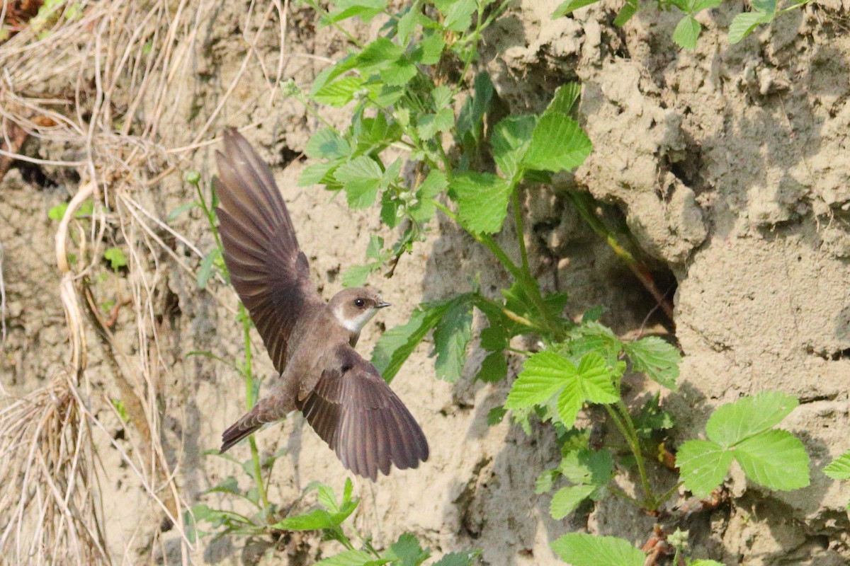 Bank Swallow - ML346211961