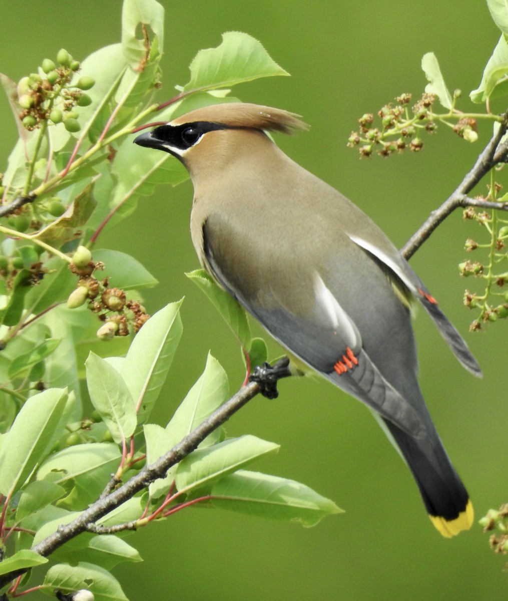 Cedar Waxwing - ML346212091