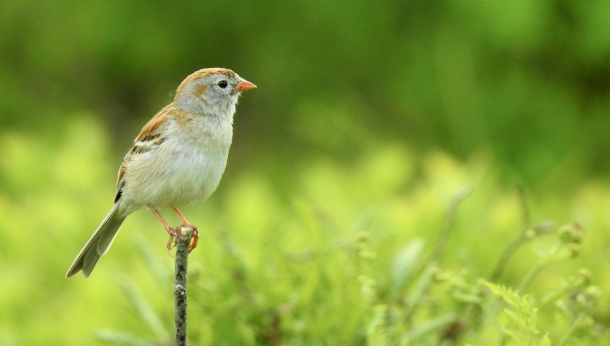 Field Sparrow - ML346212151