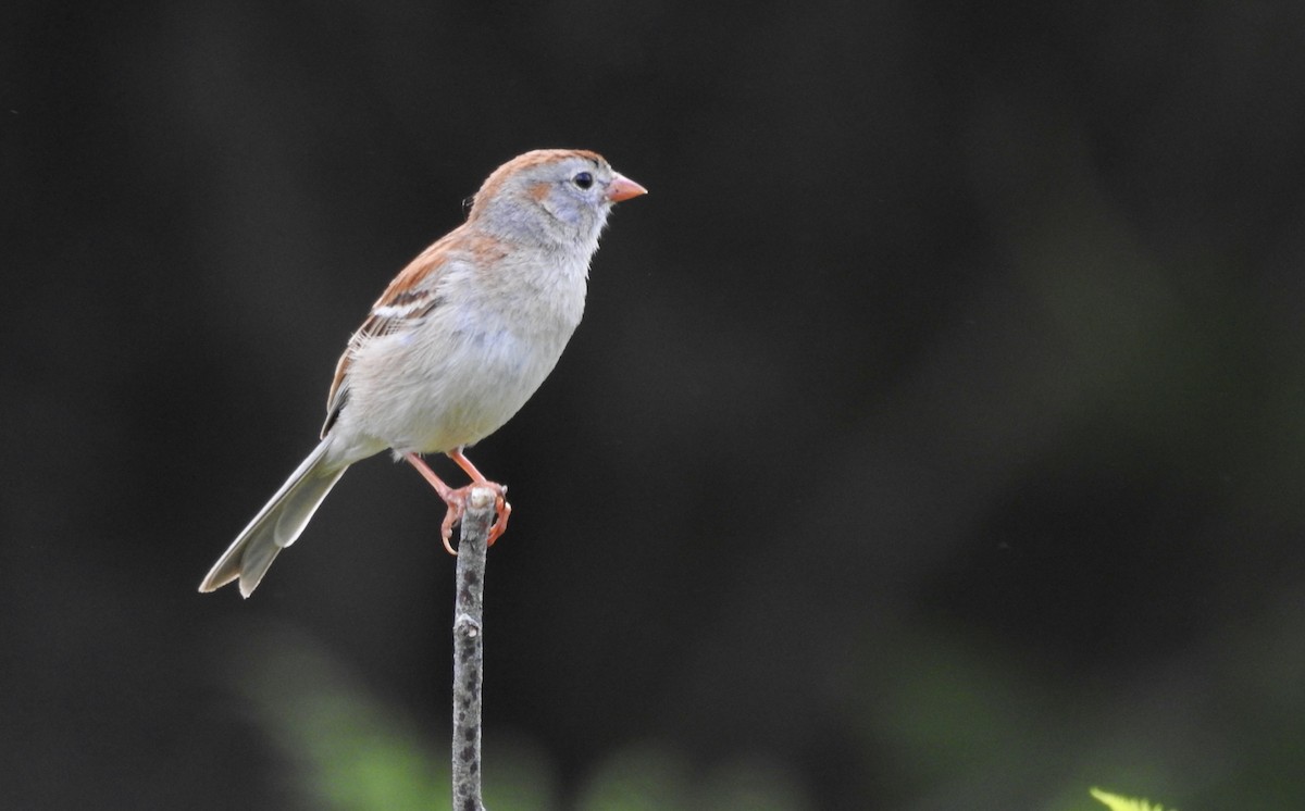 Field Sparrow - ML346212161